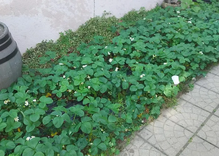 Apartament Repi-tár